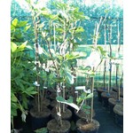 Eetbare tuin-edible garden Ficus carica Bornholm - Hardy fig tree