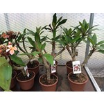 Bloemen-flowers Plumeria rubra JJ Miniwhite - Frangipani