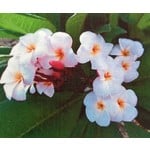 Bloemen-flowers Plumeria rubra JJ Miniwhite - Frangipani - Tempelboom