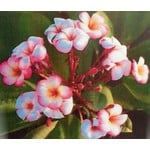 Bloemen-flowers Plumeria rubra Thumbalina - Frangipani - Tempelboom