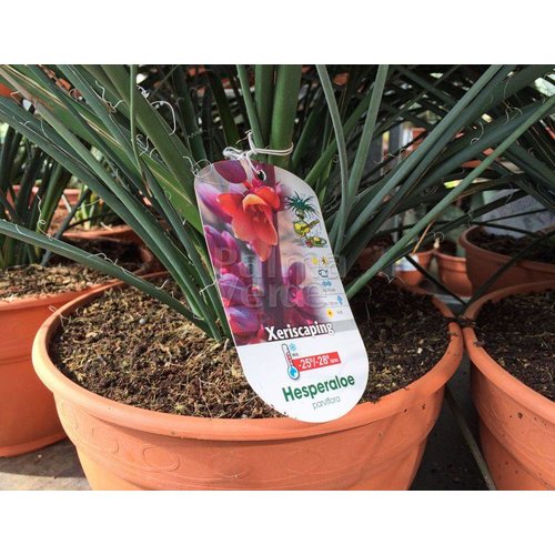 Woestijn-desert Hesperaloe parviflora - Red yucca