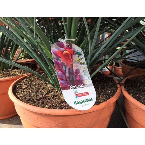 Woestijn-desert Hesperaloe parviflora - Yucca rouge