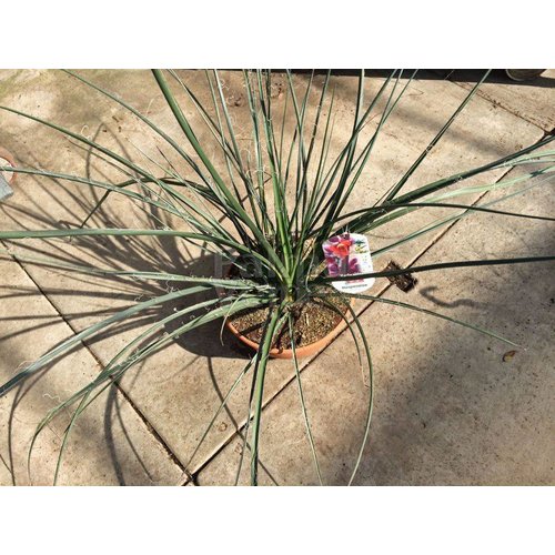 Woestijn-desert Hesperaloe parviflora - Red yucca