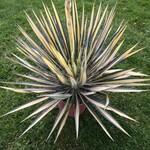 Woestijn-desert Yucca filamentosa Color Guard