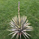 Woestijn-desert Yucca filamentosa Color Guard