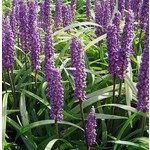 Bloemen-flowers Liriope muscari Moneymaker - Leliegras