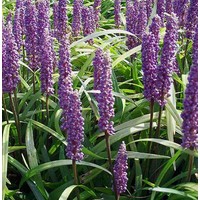 Bloemen-flowers Liriope ingwersen - Liriope platyphylla - Lily turf