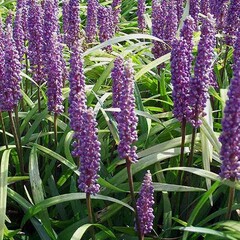 Bloemen-flowers Liriope ingwersen - Liriope platyphylla - Lily turf