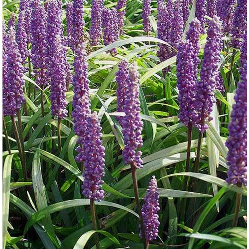 Bloemen-flowers Liriope muscari Moneymaker - Leliegras