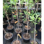 Bomen-trees Pistacia vera - Pistachio tree - Set of 2: 1 male/1 female