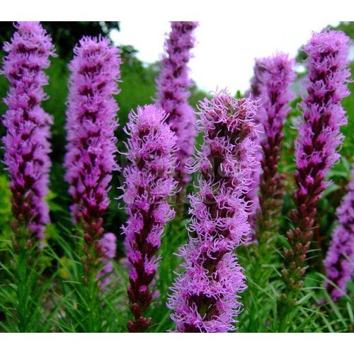 Bloemen-flowers Liatris spicata - Lampenpoetser