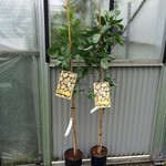 Bomen-trees Pistacia vera - Pistachio tree - Set of 2: 1 male/1 female