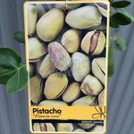 Bomen-trees Pistacia vera - Pistachio tree - Set of 2: 1 male/1 female