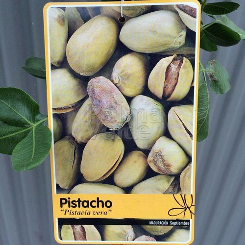 Bomen-trees Pistacia vera - Pistachio tree - Set of 2: 1 male/1 female