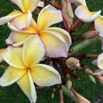 Bloemen-flowers Plumeria rubra California Sunset - Frangipani - Temple tree