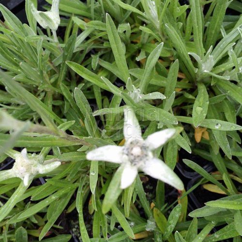Bloemen-flowers Leontopodium alpinum - Edelweiss