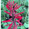 Bloemen-flowers Erythrina falcata - Brazilian coral tree