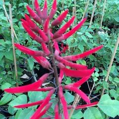 Bloemen-flowers Erythrina falcata - Brazilian coral tree