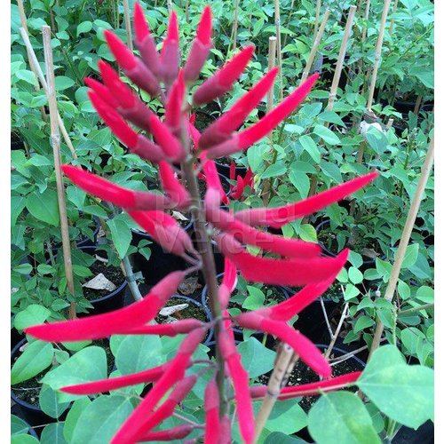 Bloemen-flowers Erythrina falcata - Brazilian coral tree