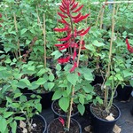 Bloemen-flowers Erythrina falcata - Brazilian coral tree