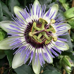 Bloemen-flowers Passiflora caerulea - Grenadille