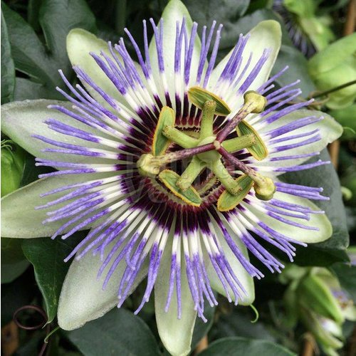 Bloemen-flowers Passiflora caerulea - Passieflora