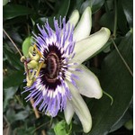 Bloemen-flowers Passiflora caerulea - Passieflora