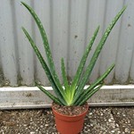 Blad-leaf Aloe vera