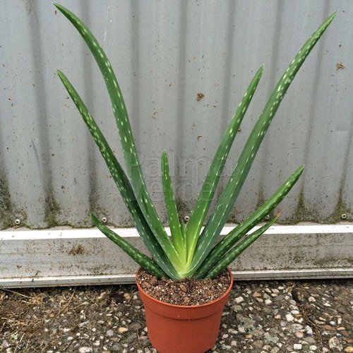 Blad-leaf Aloe vera
