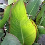 Bloemen-flowers Canna musafolia - Banana canna