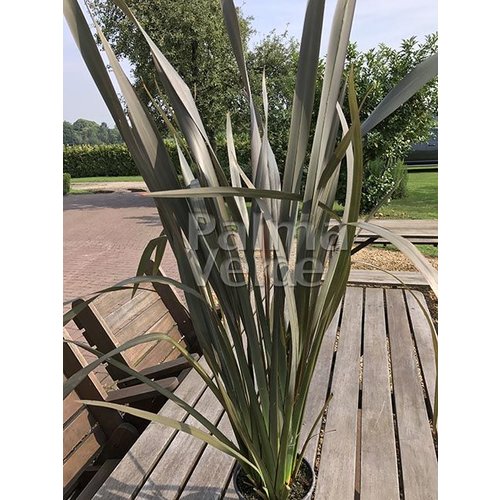 Blad-leaf Phormium tenax - Lin de Nouvelle Zélande - Harakeke