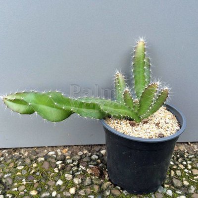 Woestijn-desert Hylocereus undatus - Pitaya - Drakenvrucht