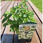 Eetbare tuin-edible garden Mentha spicata - Groene munt - Aarmunt