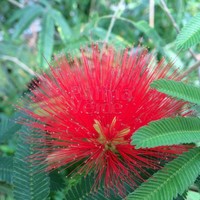 Bloemen-flowers Calliandra tweedii