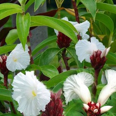 Bloemen-flowers Cheilocostus speciosus - Costus speciosus
