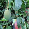 Eetbare tuin-edible garden Mangifera indica