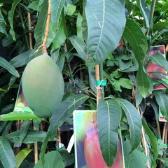 Eetbare tuin-edible garden Mangifera indica - Mango