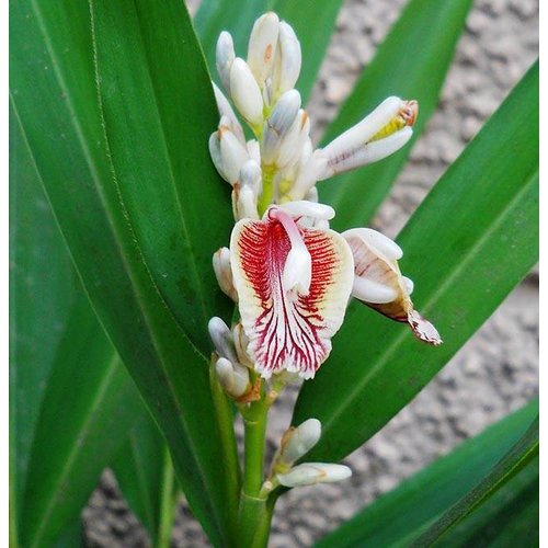 Eetbare tuin-edible garden Alpinia galanga - Laos