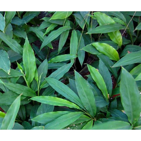 Alpinia Galanga - Laos - Palma Verde Exoten V.O.F.