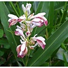 Eetbare tuin-edible garden Alpinia galanga - Gingembre de Chine