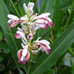 Eetbare tuin-edible garden Alpinia galanga - Laos