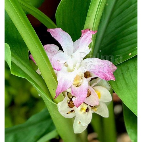 Eetbare tuin-edible garden Curcuma longa - Turmeric - Koenjit