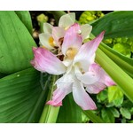 Eetbare tuin-edible garden Curcuma longa - Curcuma - Turmeric
