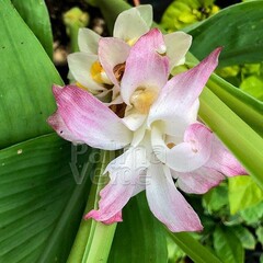 Eetbare tuin-edible garden Curcuma longa - Kurkuma - Koenjit