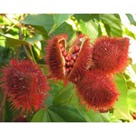Bloemen-flowers Bixa orellana - Orlean tree - Achiote