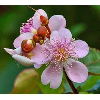 Bloemen-flowers Bixa orellana - Orlean tree - Achiote