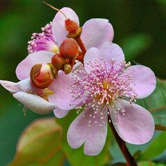 Bloemen-flowers Bixa orellana - Orlean tree