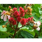 Bloemen-flowers Bixa orellana - Orlean tree - Achiote