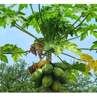 Eetbare tuin-edible garden Carica Papaya - Papaja