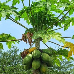 Eetbare tuin-edible garden Carica Papaya - Papaya